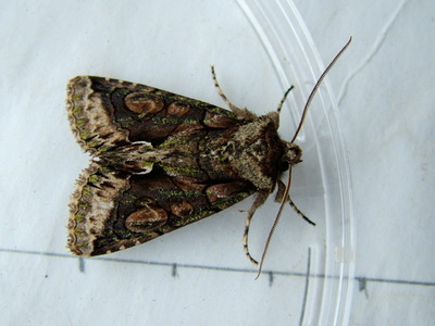 Green-brindled Crescent